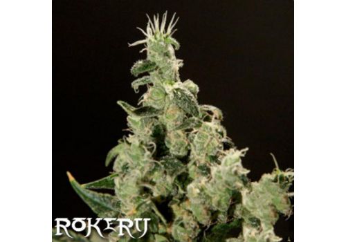 Rokerij Seeds Amnezia Haze
