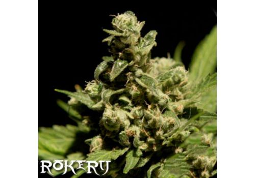 Rokerij Seeds Cheese