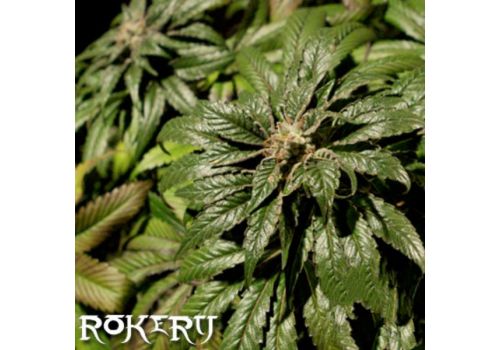 Rokerij Seeds Rokerij Bubbles
