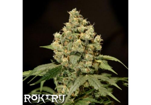 Rokerij Seeds Jack Herer
