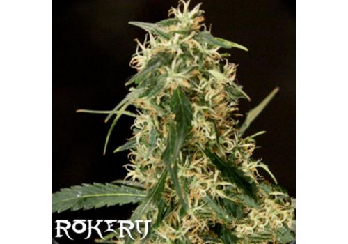 Rokerij Seeds Silver Haze