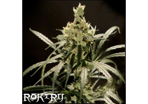 Rokerij Seeds Lemon Skunk
