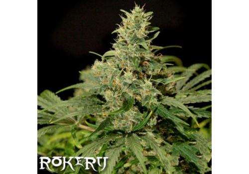 Rokerij Seeds Skunk NL