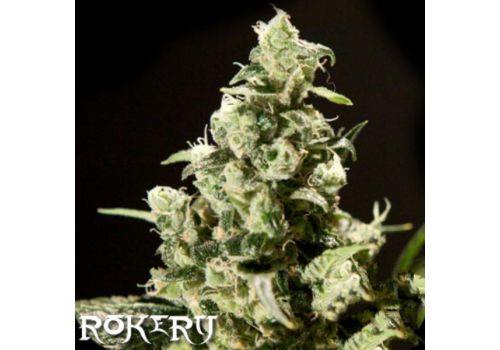 Rokerij Seeds Sour Diesel