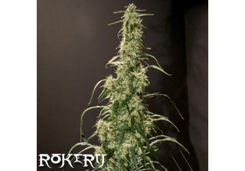 Rokerij Seeds Mango Haze