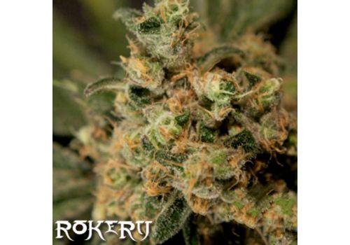 Rokerij Seeds White Widow