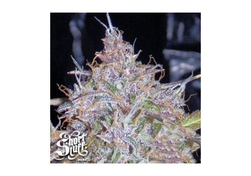 Short Stuff Seeds AUTO Tha Shiznit