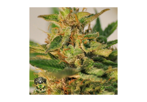 Reeferman Seeds CBD Willie