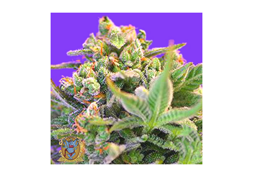 Sweet Seeds Sweet Cheese Fast Version
