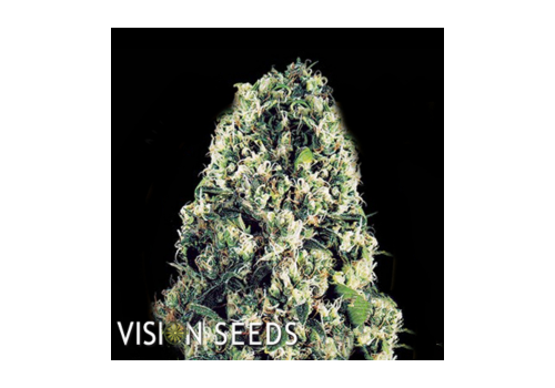 Vision Seeds Amnesia Haze AUTO