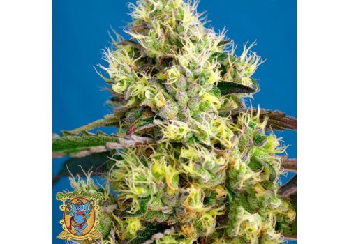 Sweet Seeds AUTO Sweet Gelato