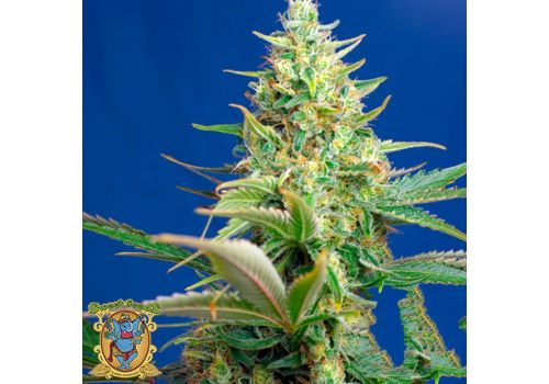 Sweet Seeds AUTO Sweet Pure CBD