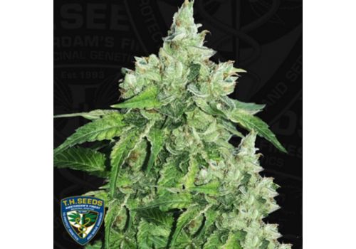 T H Seeds Citron Givre aka Birthday Cake S1