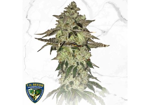 T H Seeds Dosidos x Birthday Cake