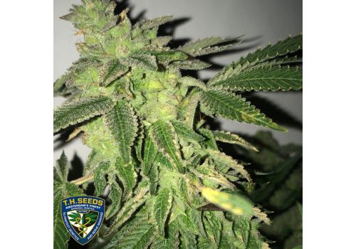 T H Seeds x Massive Creations Seeds Shiloh Z
