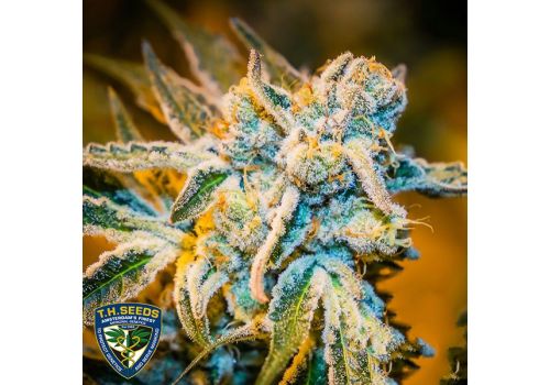 T H Seeds x Massive Creations Seeds Zorro