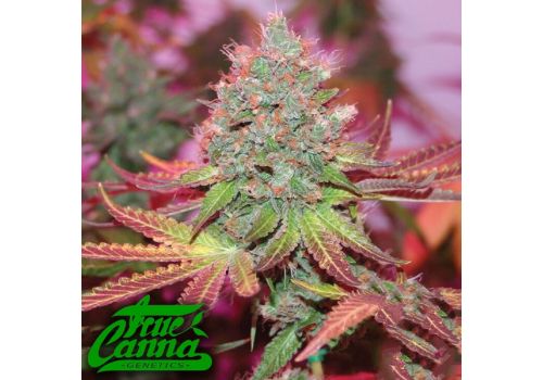 True Canna Genetics Cheddar Valley