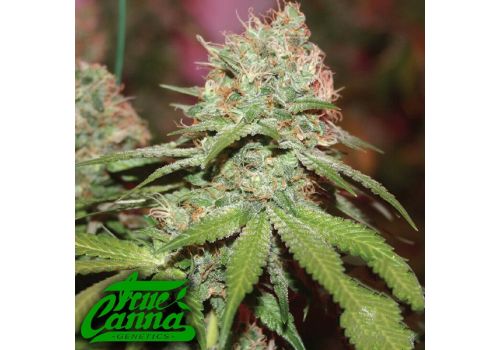 True Canna Genetics Exodus Valley