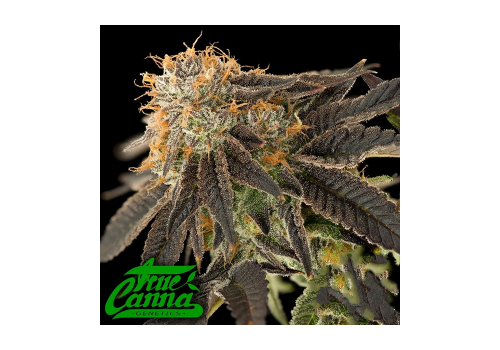 True Canna Genetics True Love