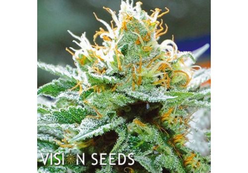 Vision Seeds Amnesia x Buddha Kush