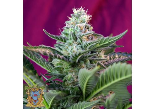 Sweet Seeds AUTO Mohan Ram