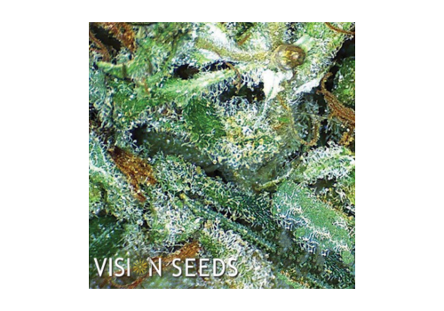 Vision Seeds Big Bud
