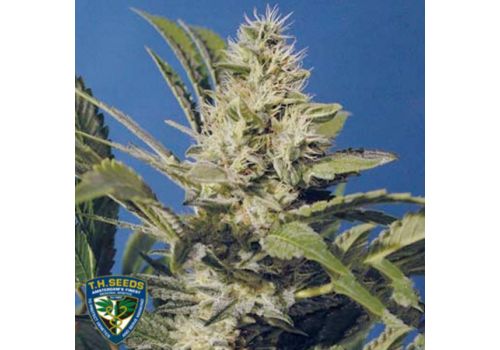 T H Seeds Chocolate Chunk