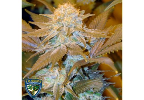 T H Seeds Critical HOG