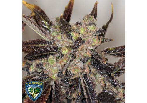 T H Seeds Da Purps