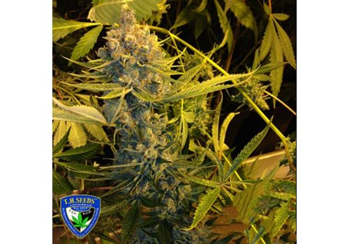 T H Seeds Dawg Star Kush