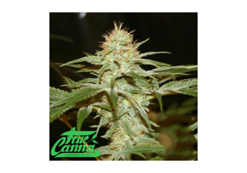 True Canna Genetics Sagans Star