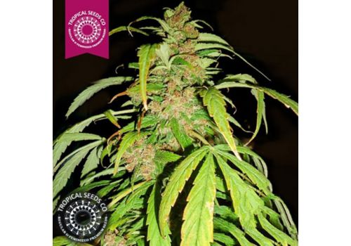 Tropical Seeds Smooth Smoke