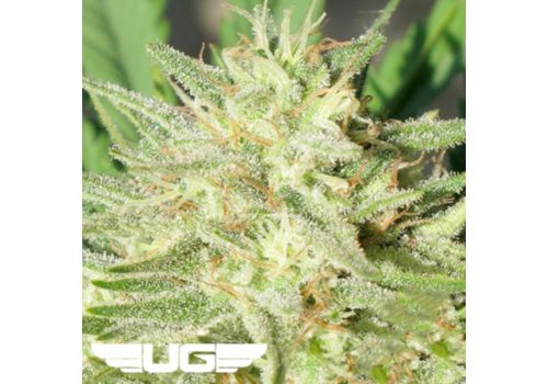 Ultra Genetics Seeds Space Grape