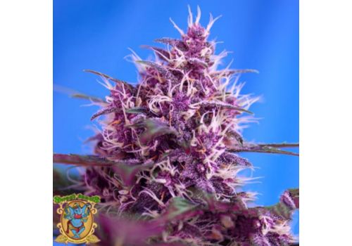 Sweet Seeds AUTO Red Poison