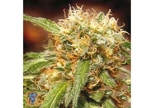 Sweet Seeds Sweet Tai