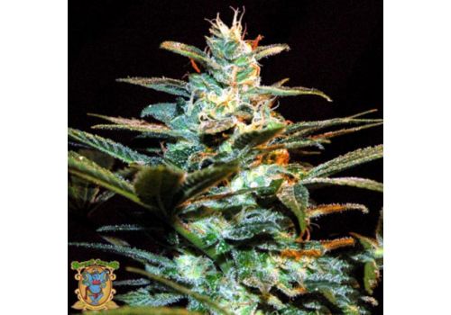 Sweet Seeds Ice Cool