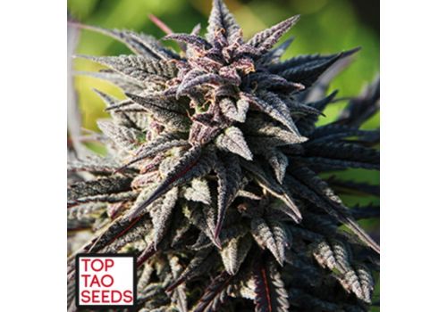 Top Tao Seeds Tao Purple
