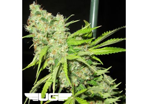 Ultra Genetics Seeds TEC9