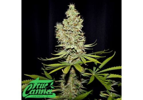True Canna Genetics Terperella