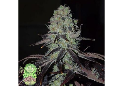 Trichome Jungle Seeds Hadouken