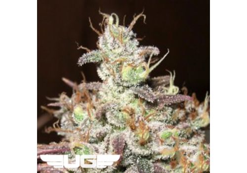 Ultra Genetics Seeds Sugar Tits