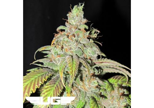 Ultra Genetics Seeds Ultra Grapefruit
