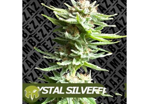 Zambeza Seeds Crystal Silver Haze