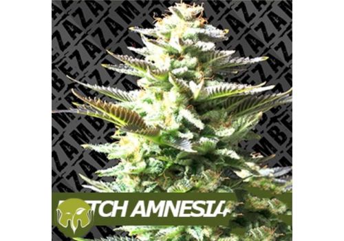 Zambeza Seeds Dutch Amnesia Haze