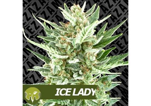 Zambeza Seeds Ice Lady