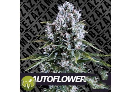 Zambeza Seeds Northern Force AUTO