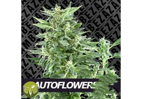 Zambeza Seeds Notorious White AUTO