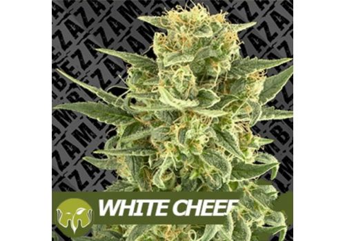 Zambeza Seeds White Cheese