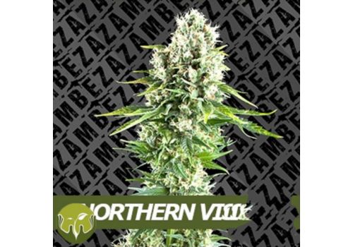 Zambeza Seeds Northern Vision
