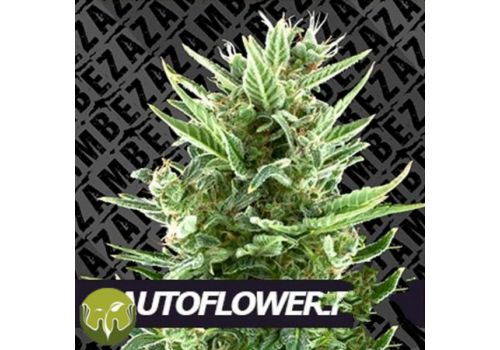 Zambeza Seeds Quick Poison AUTO